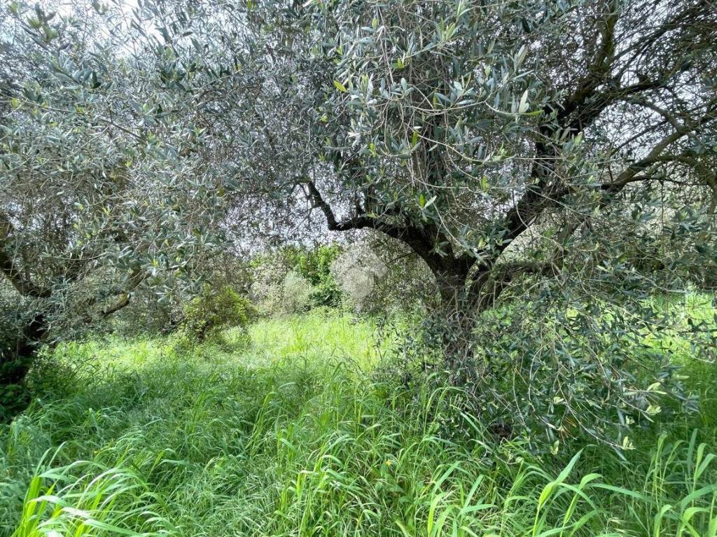 immagine annuncio 5 di 13