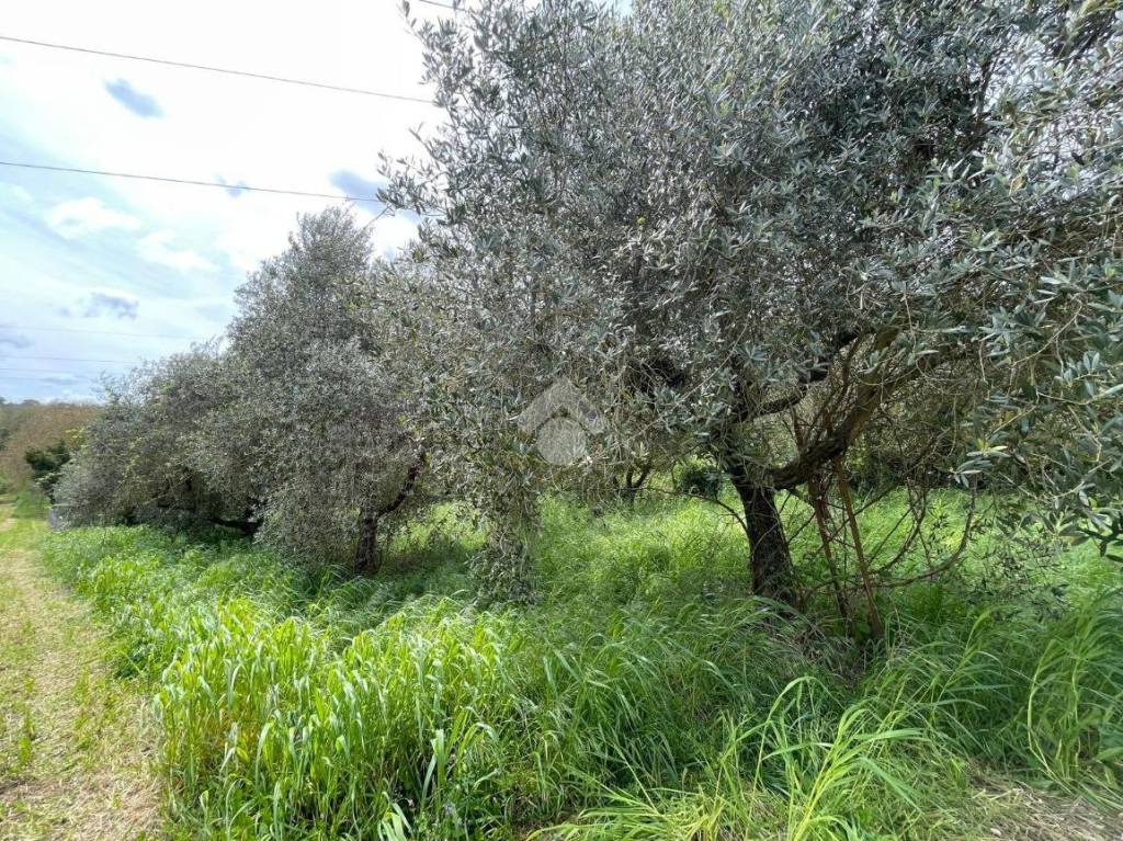immagine annuncio 6 di 13