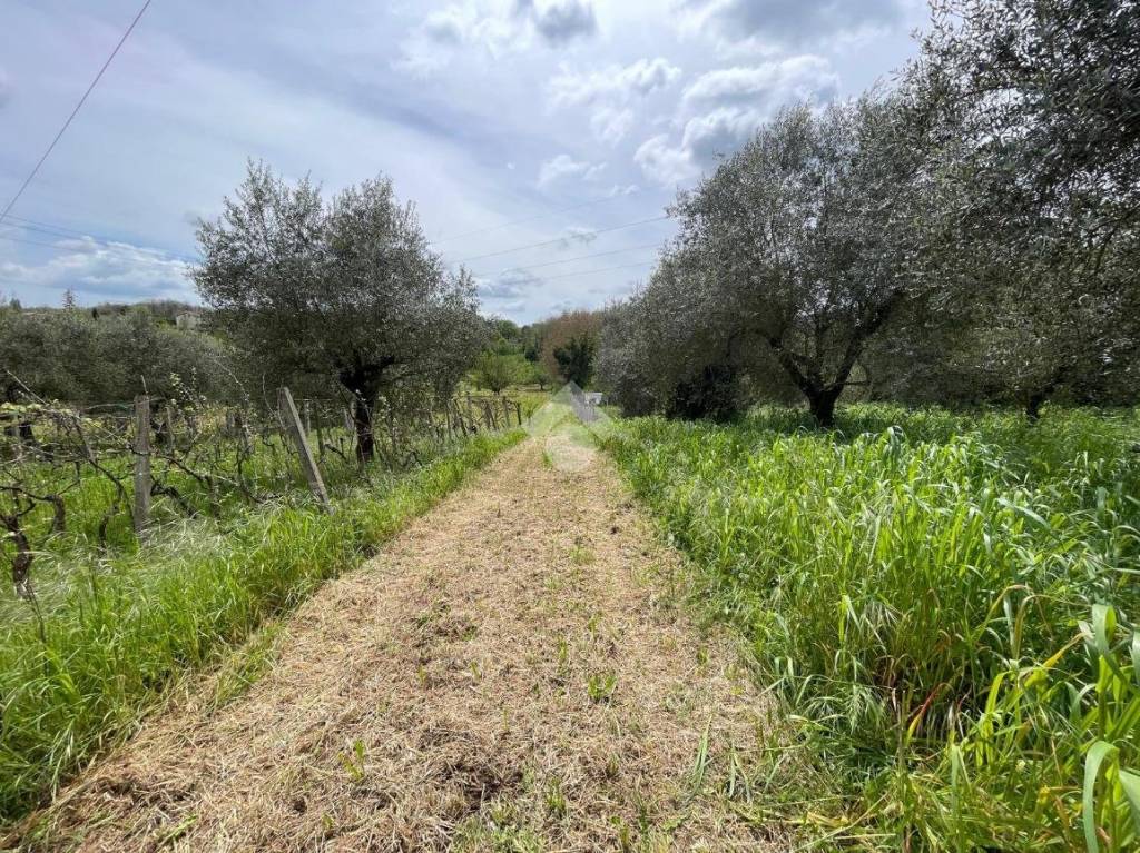 immagine annuncio 7 di 13