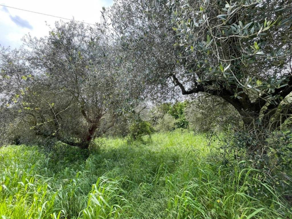 immagine annuncio 12 di 13