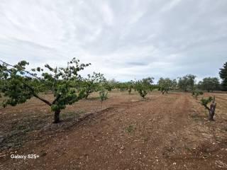 Terreno agricolo in vendita a terlizzi contrada san giuliano