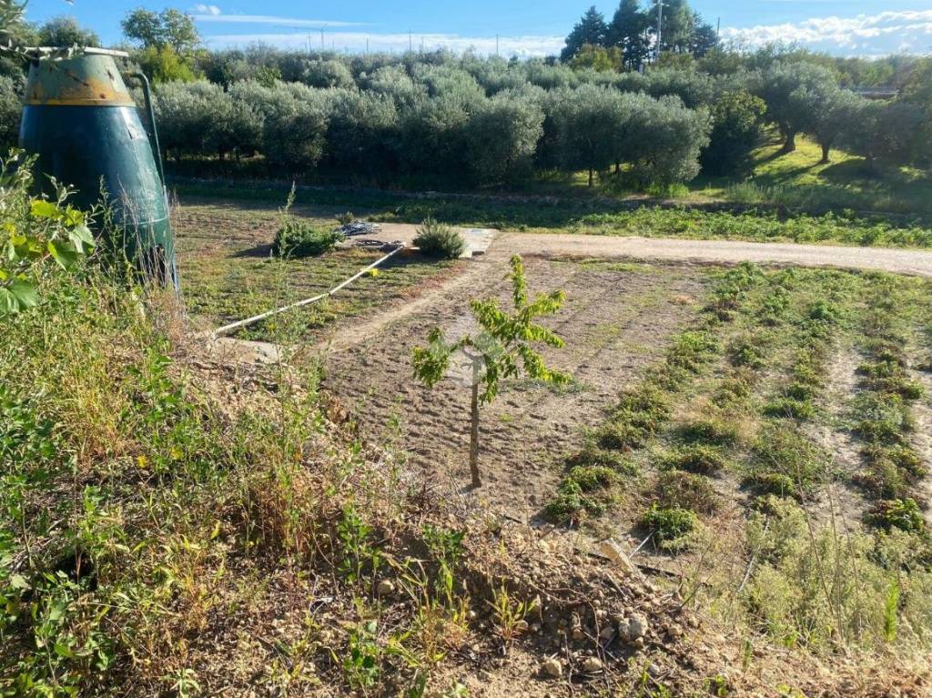 immagine annuncio 1 di 12