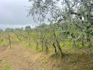 Terreno agricolo in vendita a lastra a signa via macinaia, 7