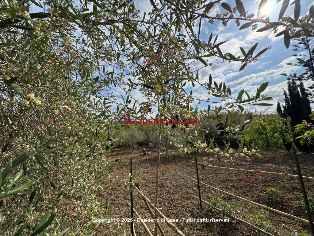 immagine annuncio 6 di 13