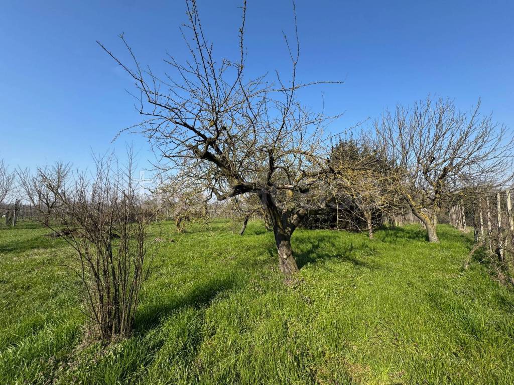 immagine annuncio 8 di 11