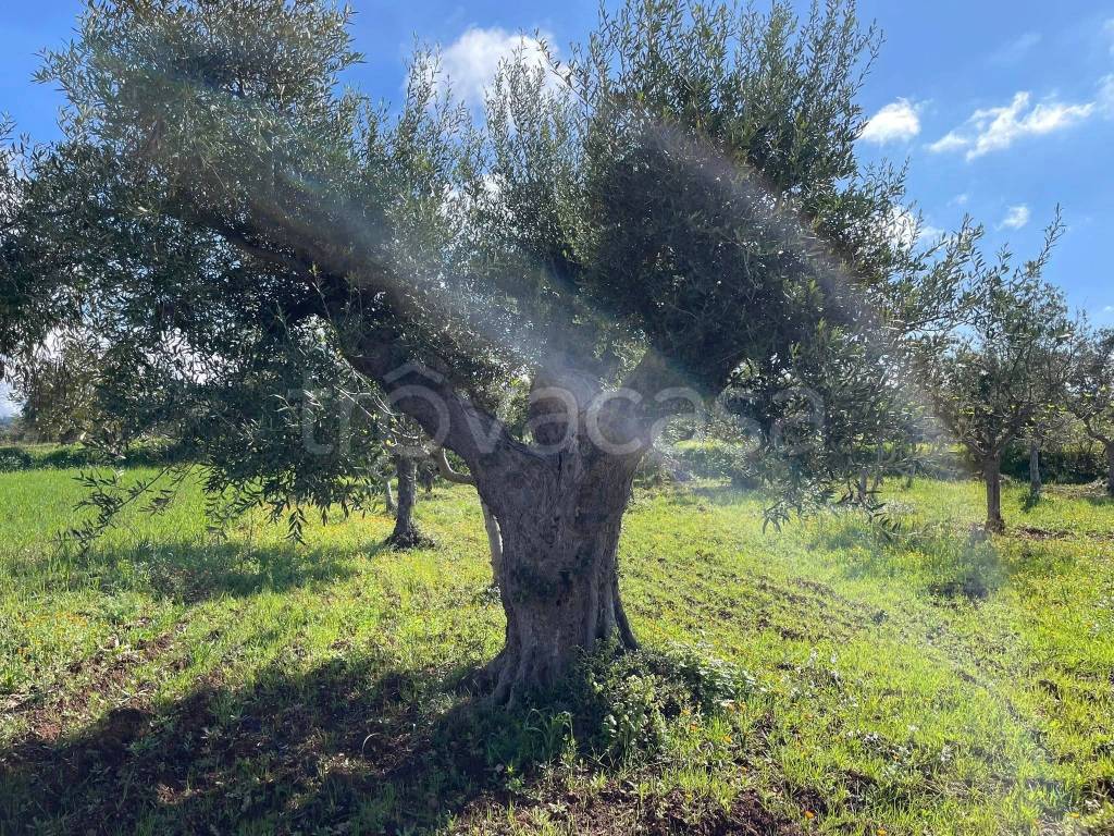 immagine annuncio 6 di 7