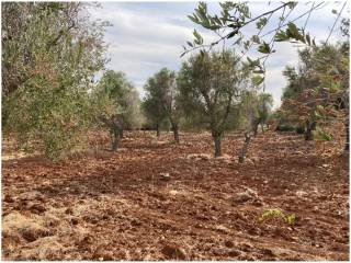 Terreno agricolo in vendita a carovigno contrada puspo s.n.c.