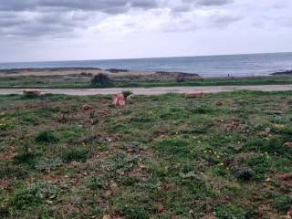 Terreno agricolo in vendita a ostuni diana marina s.n.c.