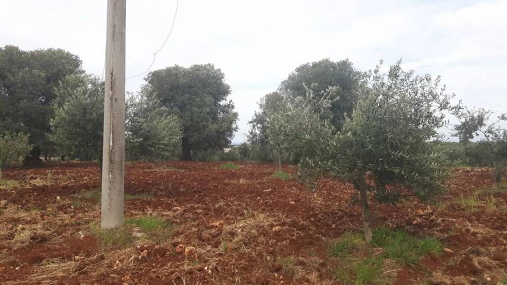 immagine annuncio 5 di 13
