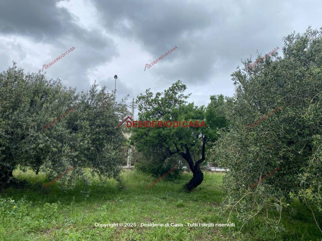 immagine annuncio 5 di 9