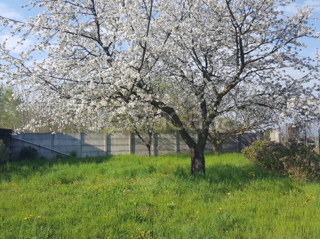 immagine annuncio 3 di 13