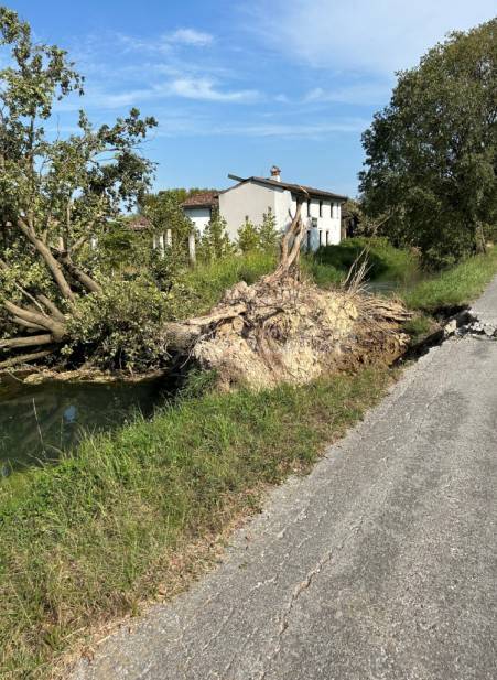 immagine annuncio 6 di 8