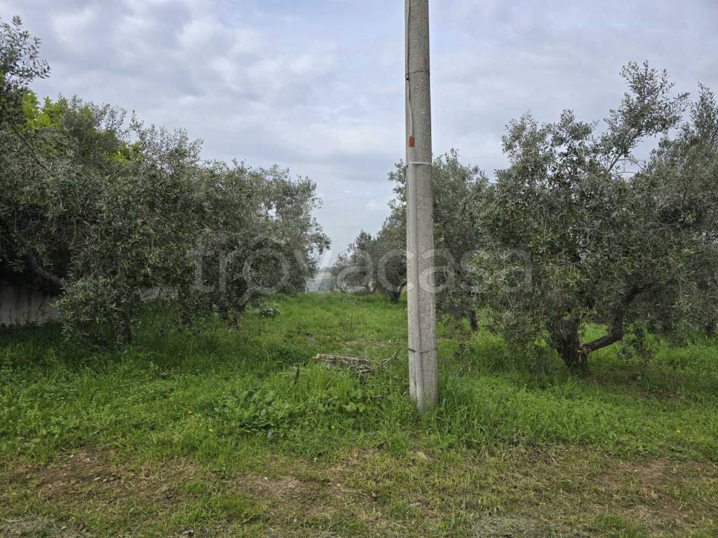 immagine annuncio 2 di 11