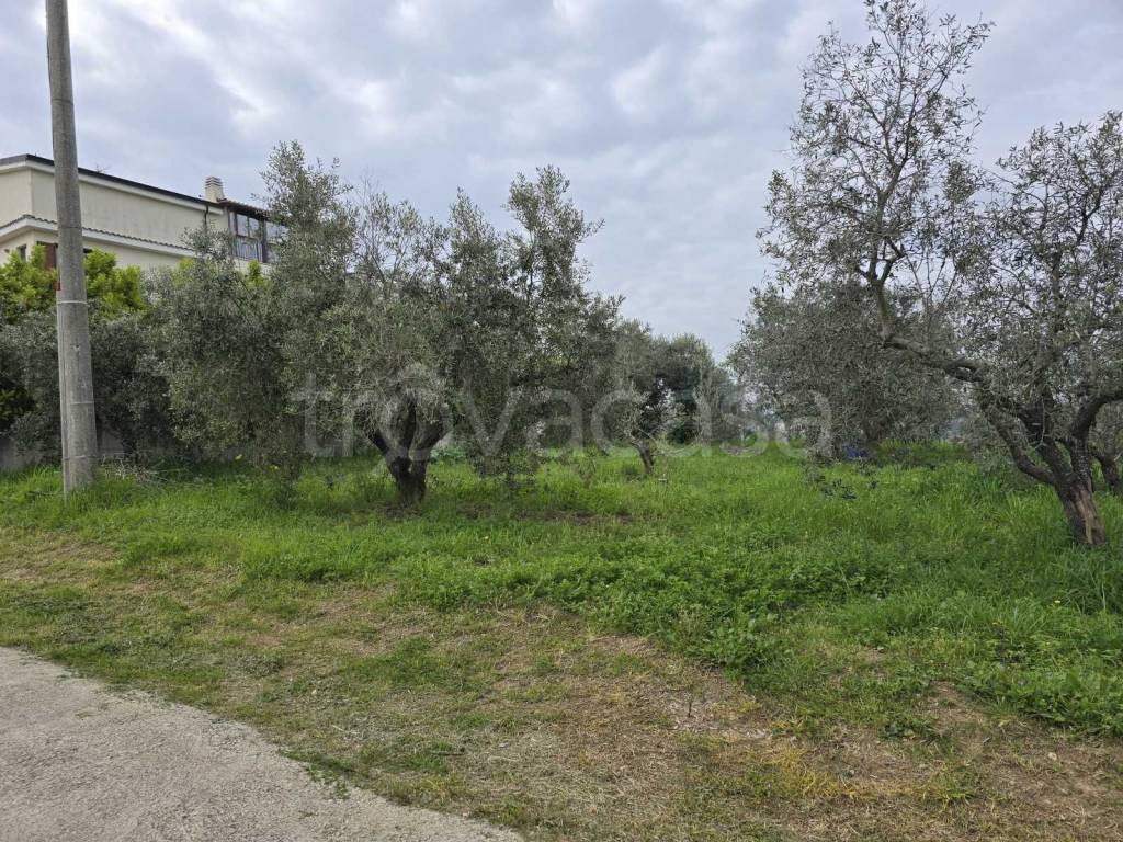 immagine annuncio 3 di 11