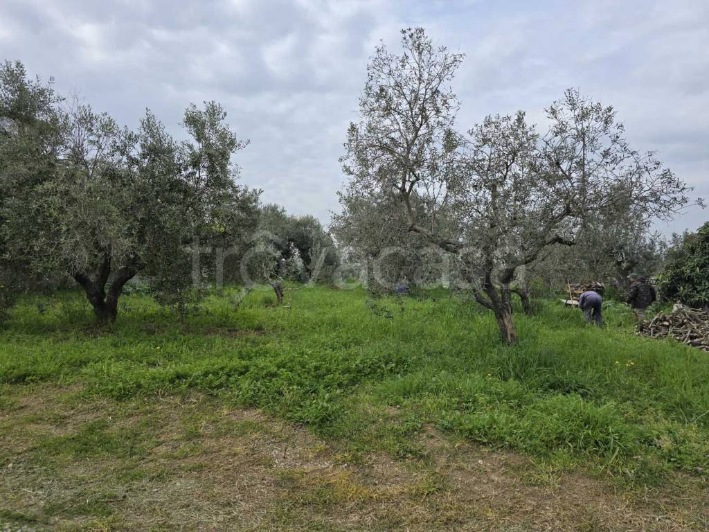 immagine annuncio 5 di 11