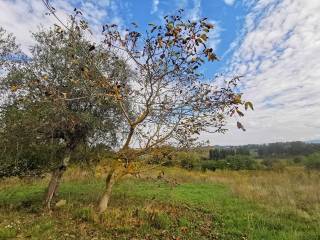 Terreno agricolo in vendita a collesalvetti via del poggione