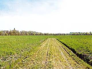 Terreno agricolo all'asta a parma localita' paradigna