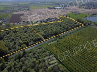 Terreno agricolo all'asta a cerea via barbugine