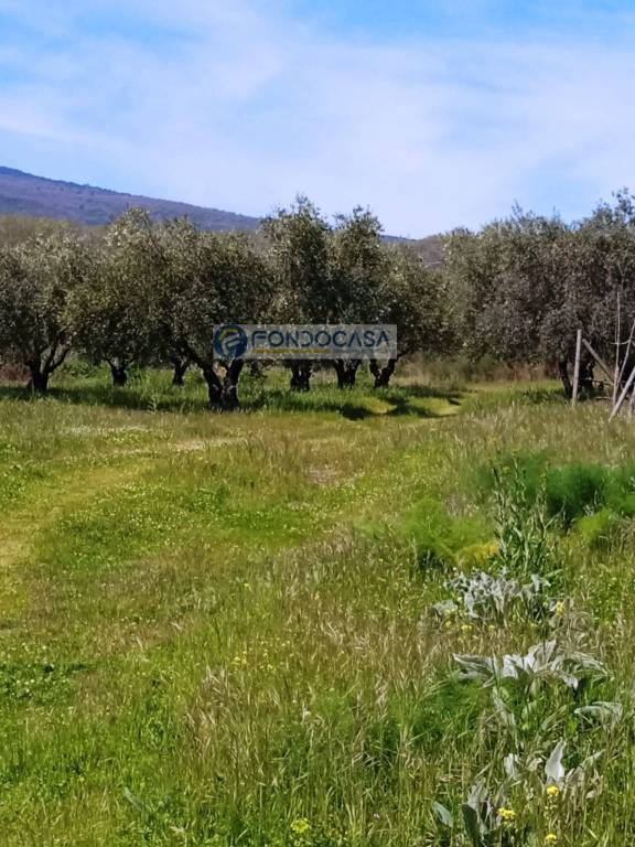 immagine annuncio 3 di 14
