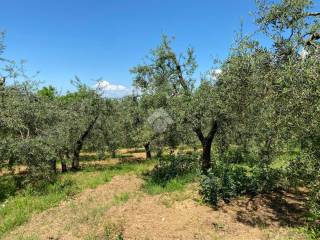 Terreno agricolo in vendita a castelfranco di sotto via strada priviciale 4