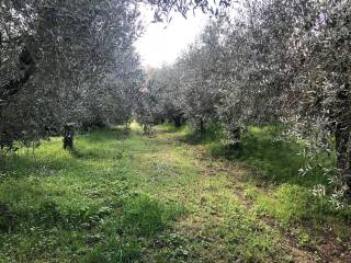 Terreno agricolo in vendita a monte san vito via metrano