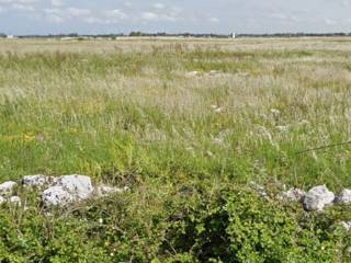 Terreno agricolo in vendita a lecce strada provinciale frigole san cataldo