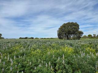 Terreno agricolo in vendita ad anzio via delle cinque miglia