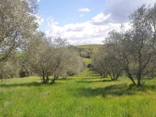 Terreno agricolo in vendita a montecatini val di cecina strada provinciale 32