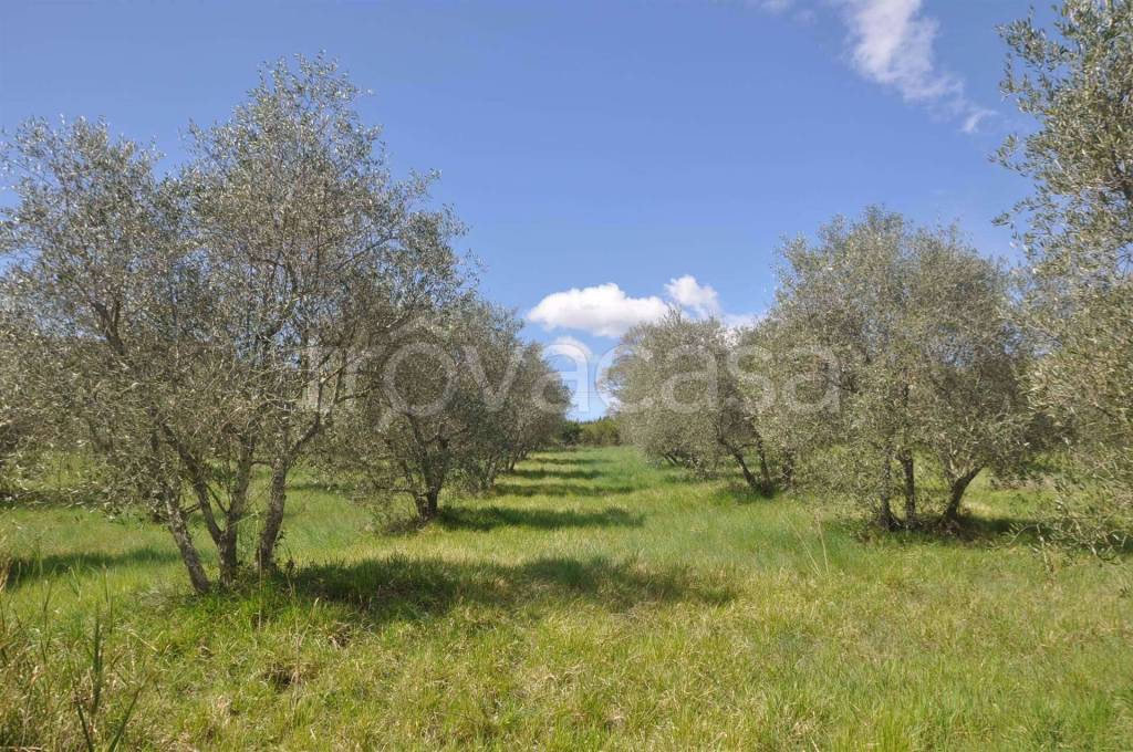 immagine annuncio 5 di 9