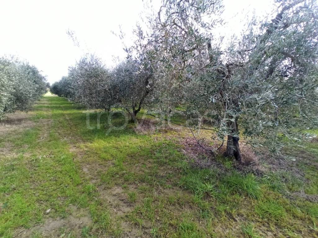 immagine annuncio 2 di 9