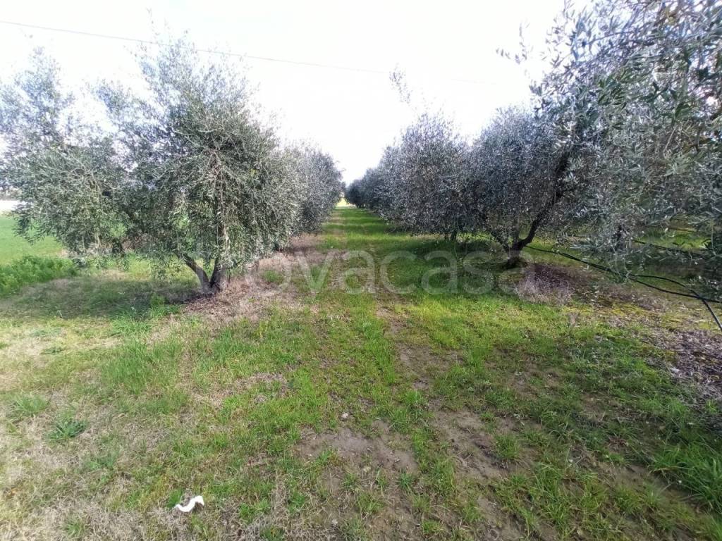 immagine annuncio 6 di 9