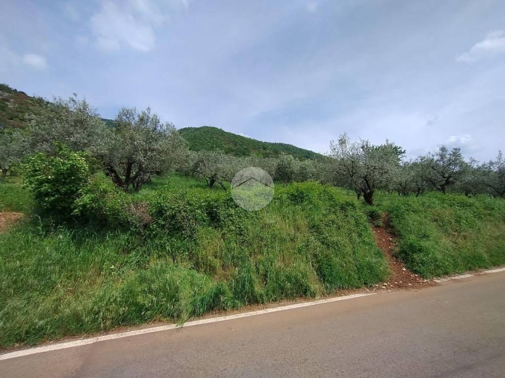 immagine annuncio 2 di 12