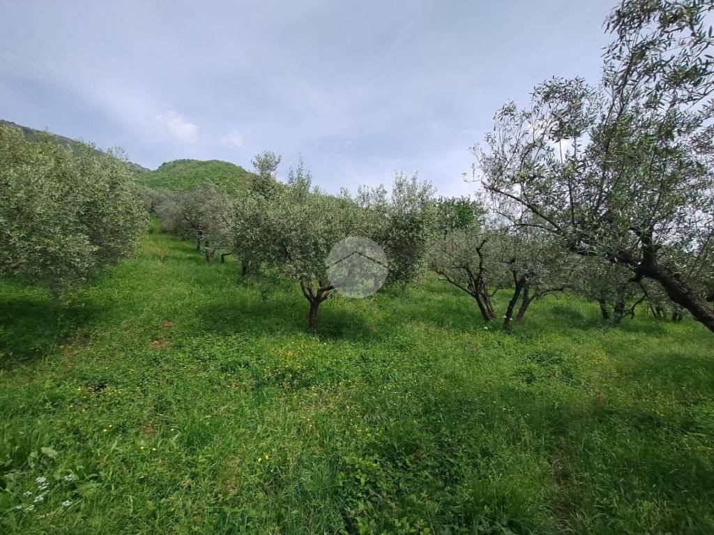 immagine annuncio 4 di 12