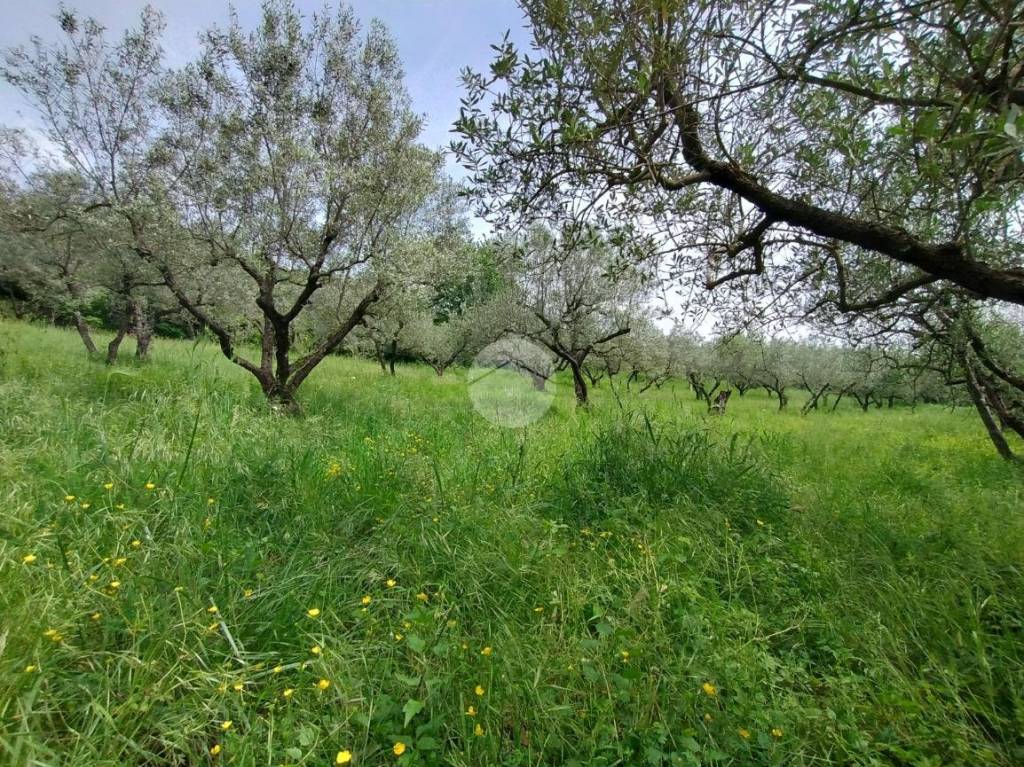 immagine annuncio 6 di 12