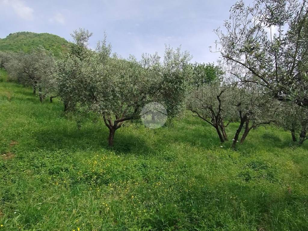 immagine annuncio 7 di 12