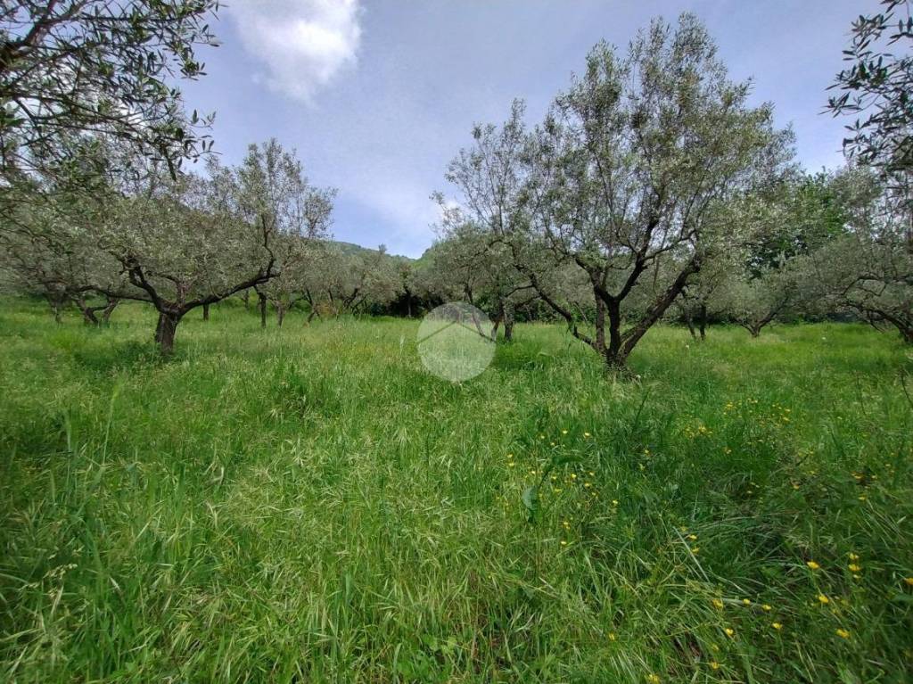 immagine annuncio 8 di 12