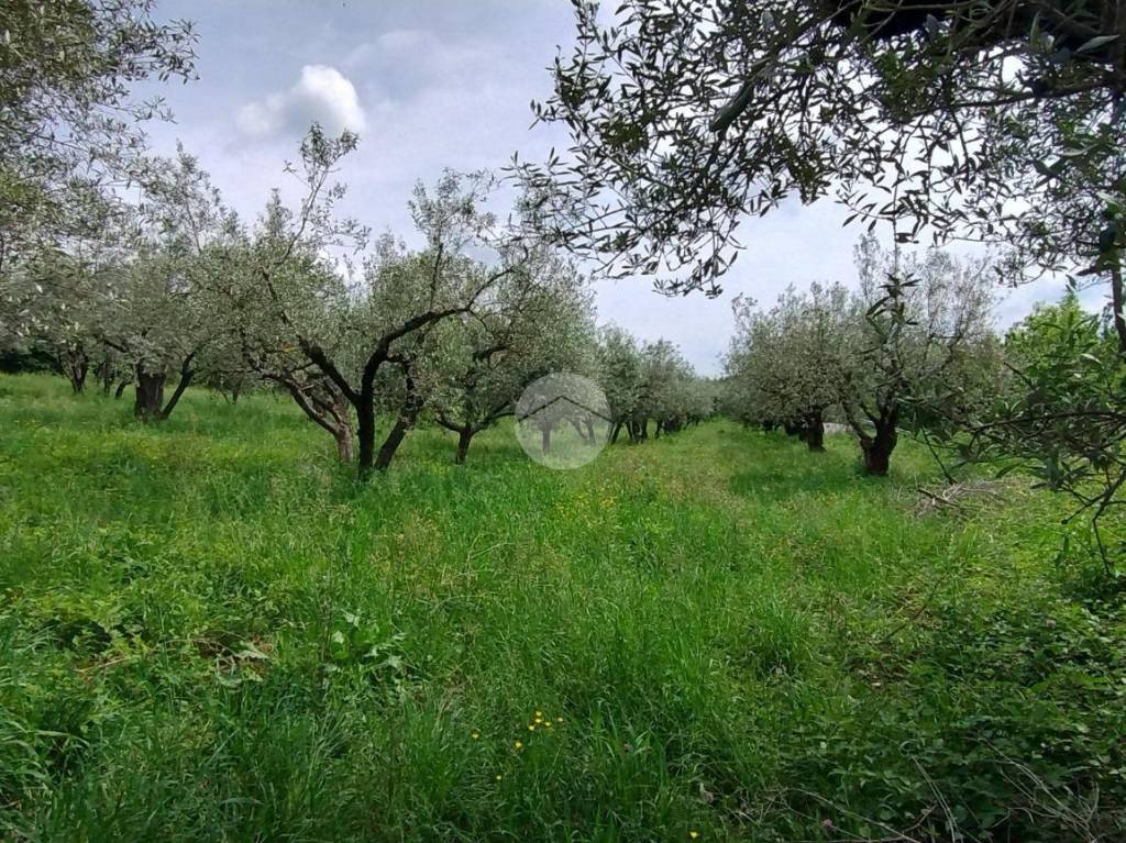 immagine annuncio 9 di 12