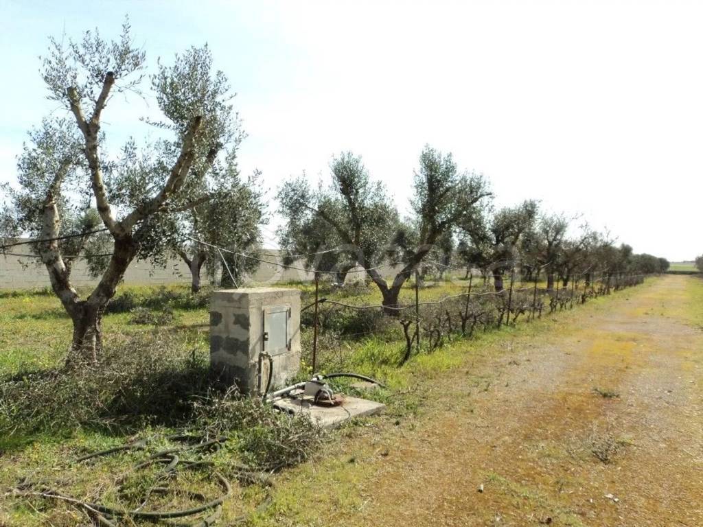 immagine annuncio 9 di 14