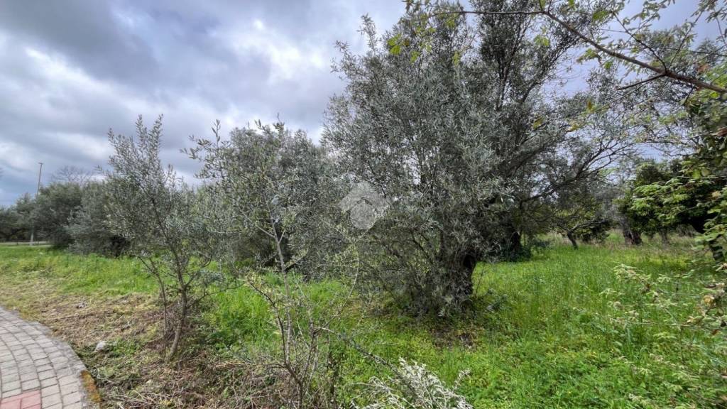 immagine annuncio 3 di 9