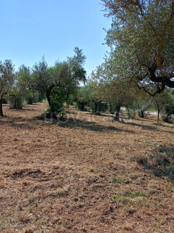 immagine annuncio 8 di 11