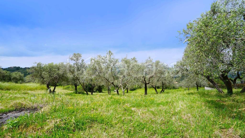 immagine annuncio 1 di 8