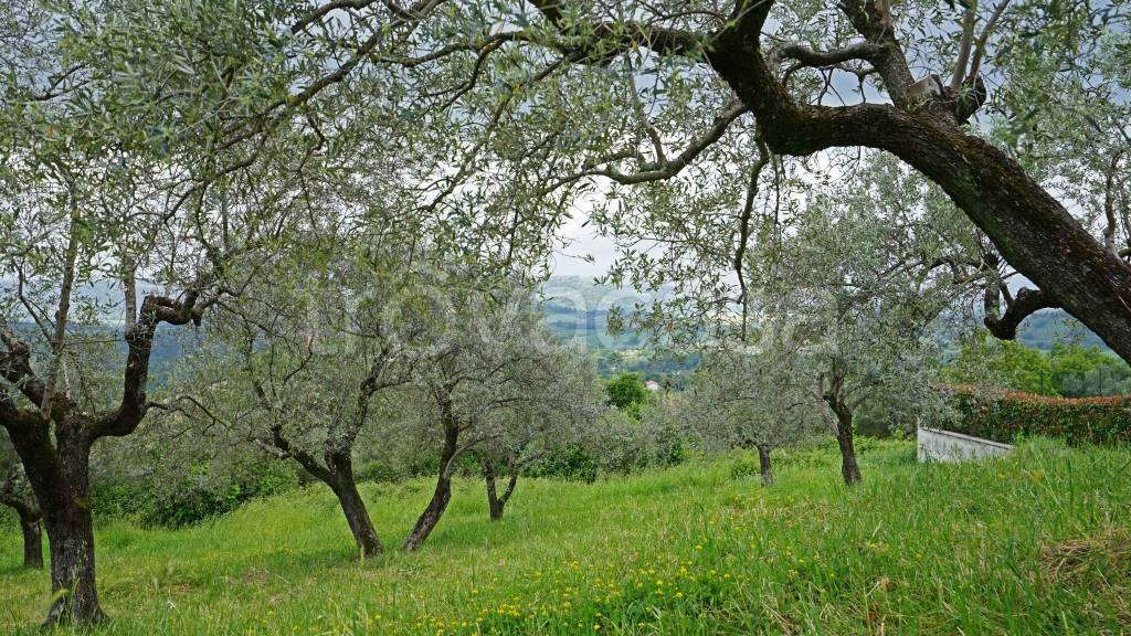 immagine annuncio 4 di 8