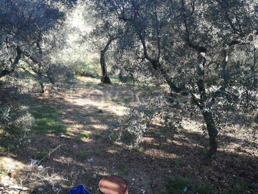 immagine annuncio 2 di 11