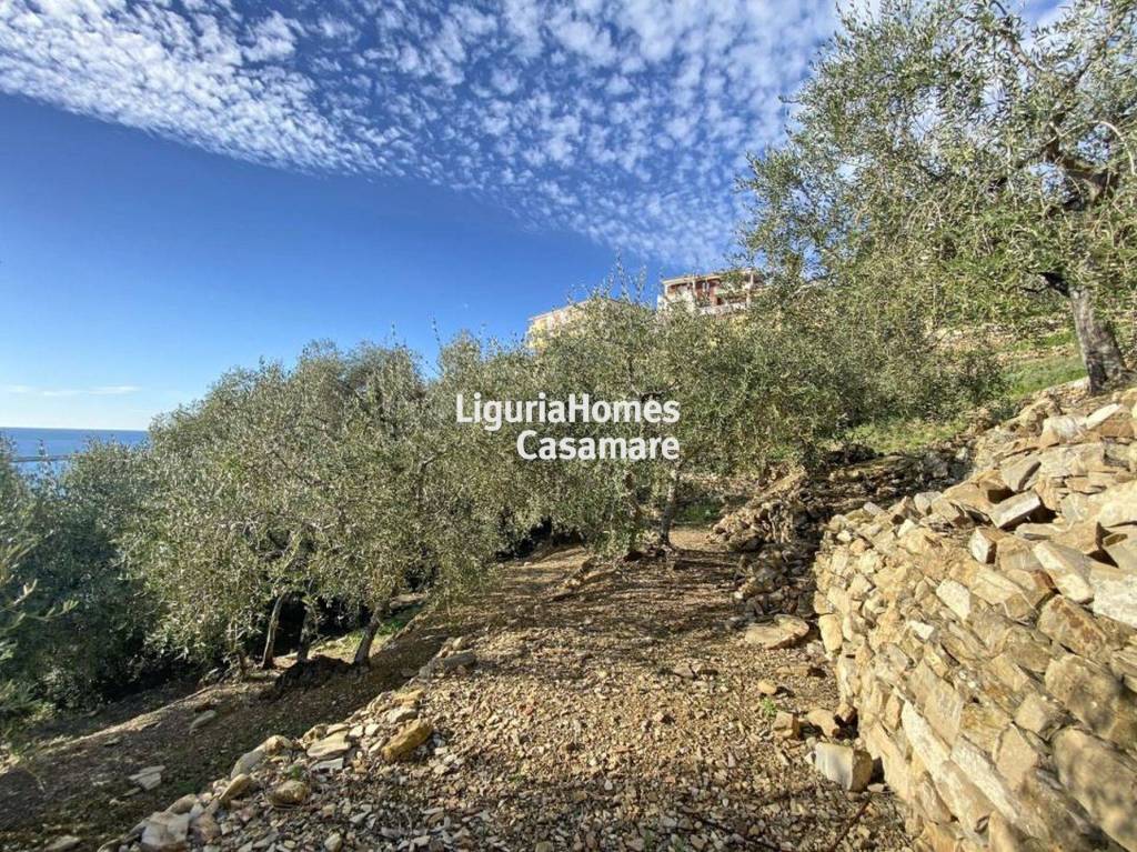 immagine annuncio 6 di 14