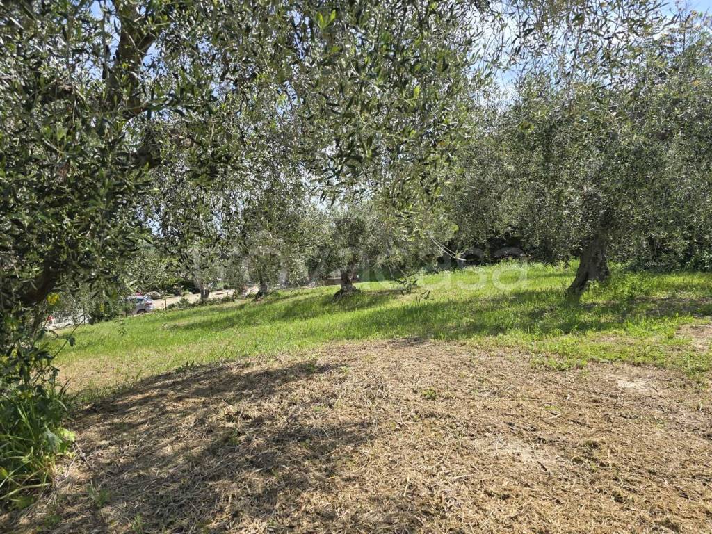 immagine annuncio 5 di 14