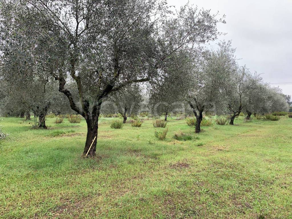 immagine annuncio 3 di 4