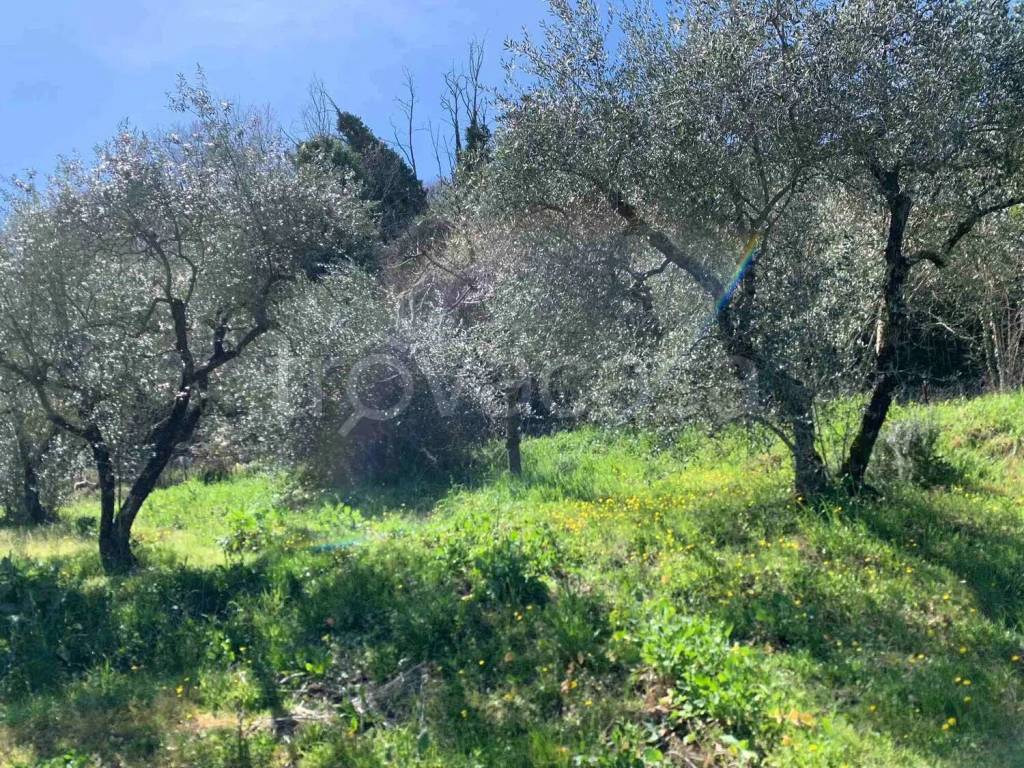 immagine annuncio 3 di 8