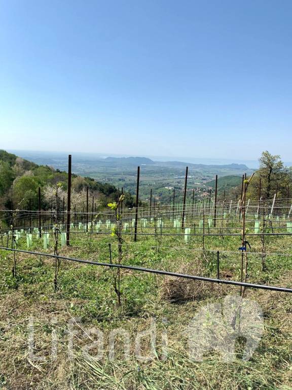 immagine annuncio 2 di 6
