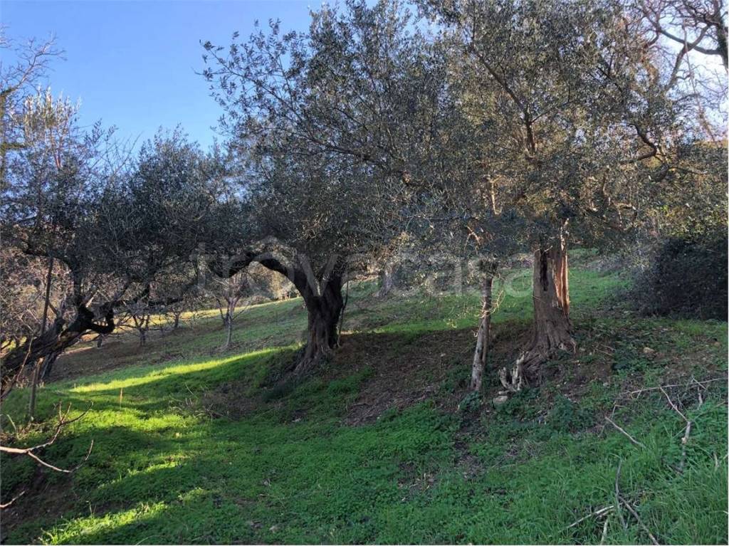 immagine annuncio 6 di 7