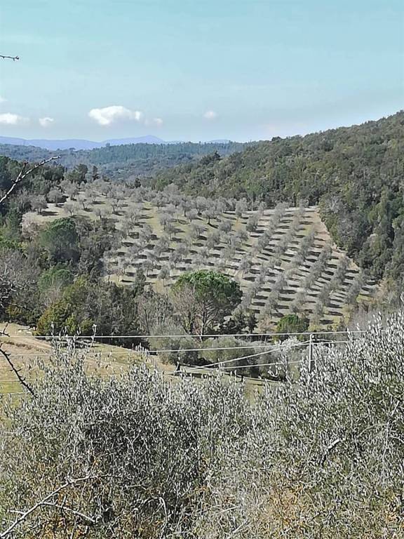immagine annuncio 7 di 11